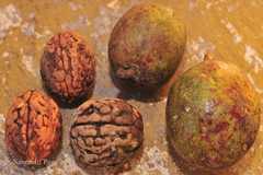 Elaeocarpus gaussenii